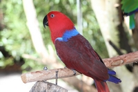 tn_bowbrbird3.jpg