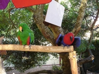 tn_bowbridgebirds.jpg