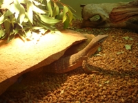 tn_bowbridgereptiles.jpg