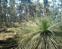 tn_dryandra2a.jpg