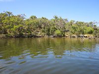 tn_kalgan13giantkingfisher.jpg