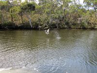 tn_kalgan14osprey.jpg