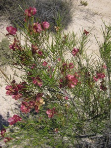tn_mollerinwildflowers.jpg