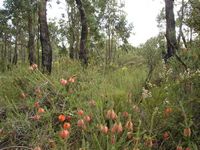 tn_nannup1.jpg