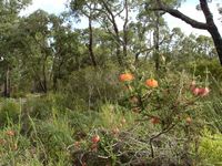 tn_nannup2.jpg