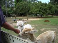 tn_pentlandalpacas.jpg