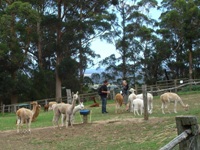 tn_pentlandalpacasgroup.jpg