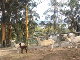 tn_pentlandanimalfarmdscf2346c.jpg
