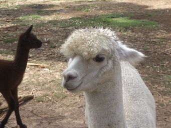 tn_pentlandanimalfarmdscf2350c.jpg