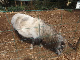 tn_pentlandanimalfarmdscf2354.jpg