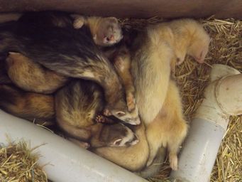 tn_pentlandanimalfarmdscf2358.jpg