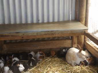 tn_pentlandanimalfarmdscf2360.jpg
