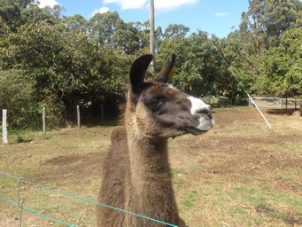 tn_pentlandanimalfarmdscf2361c.jpg