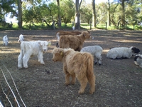 tn_pentlandcalves.jpg