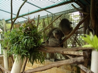 tn_pentlandkoalas.jpg