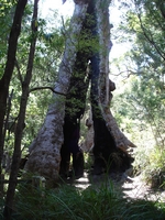 tn_survivortree1.jpg