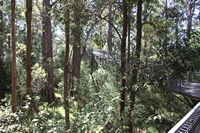 tn_treetop2.jpg