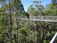 tn_treetop5.jpg