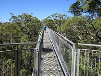 tn_treetop6.jpg