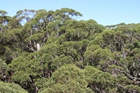 tn_treetop7.jpg