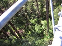 tn_treetop8.jpg