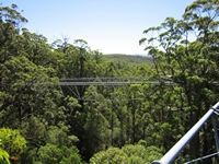 tn_treetop9.jpg