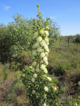 341_banksia_sessilis_img_3207s.jpg