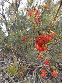341_calothamnus_quadrifidus_subsp_homalophyllus_dscf0508s.jpg