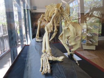 341_cave_display_img_8222c.jpg