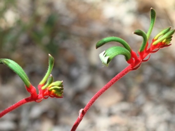 341_kangaroo_paws_img_2014c.jpg