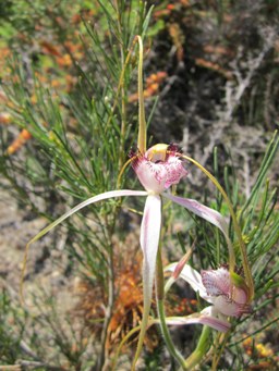 341_nilgen_caladenia_img_3215sc.jpg