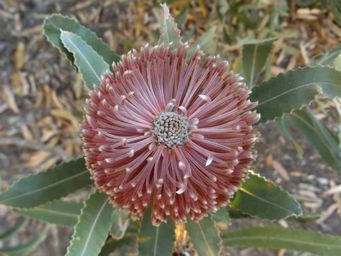 tn_banksia__dscf3041c.jpg