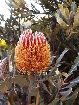 tn_banksia_dscf3040ac.jpg