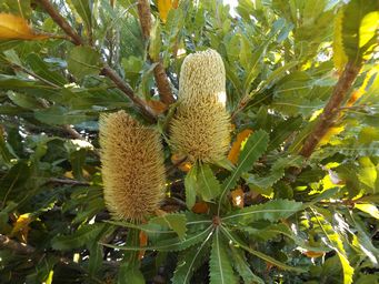 tn_banksia_dscf3042.jpg