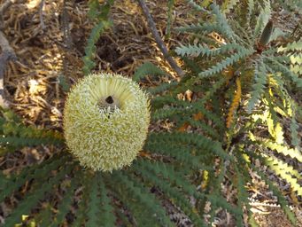 tn_banksia_dscf3046c.jpg