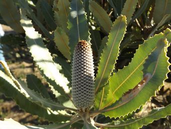 tn_banksia_dscf3074c.jpg