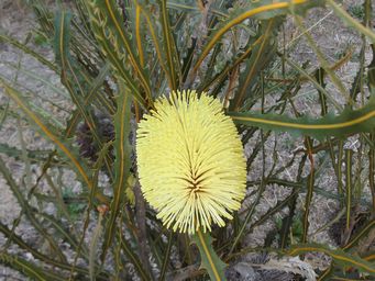 tn_banksia_dscf3087c.jpg
