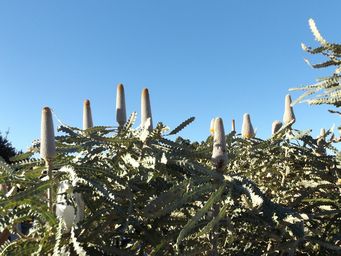 tn_banksia_dscf3099c.jpg