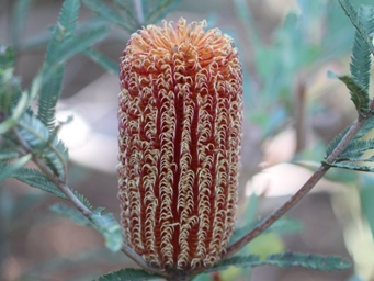 tn_banksia_img_2058c.jpg