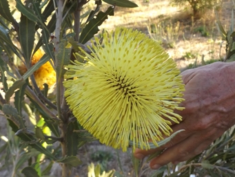 tn_banksia_rosserae_dscf3084.jpg