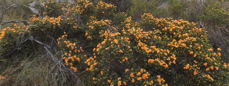 tn_bannerflowersroadsidenangettyrd.jpg