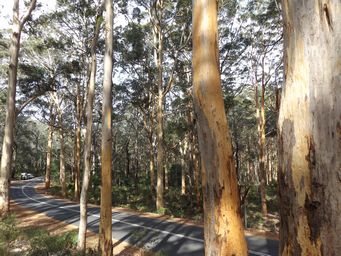 tn_boranupforestdscf7537.jpg