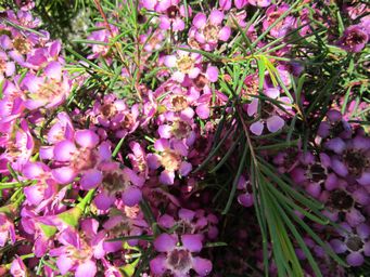 tn_geraltonwaxblooms.jpg