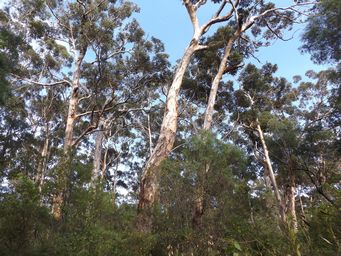 tn_jewellcaveforestdscf7442.jpg