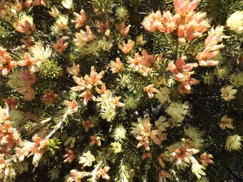 tn_kalbarrimelaleuca_dichroma_.jpg