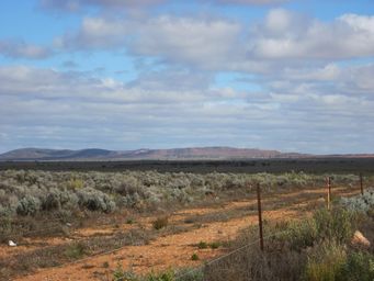 341_iron_knob_img_4916.jpg