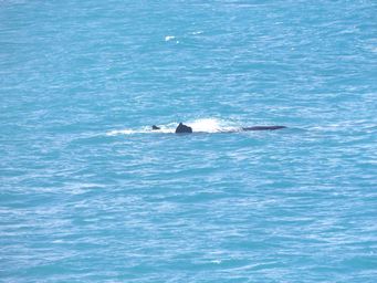 341_whale_watching_dscf3338.jpg