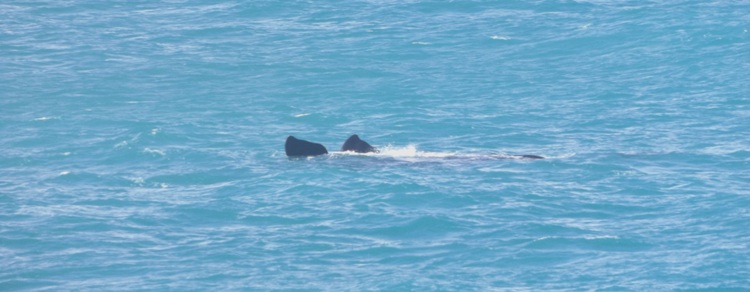341xbanner_whales_dscf3334.jpg