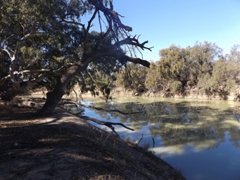341xdarling_river_kinchega_dscf3477.jpg