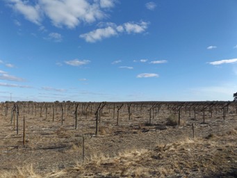 341xdead_vines_menindee_dscf3550.jpg